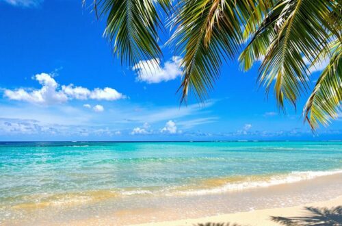 Beach with clear blue water and palm trees.