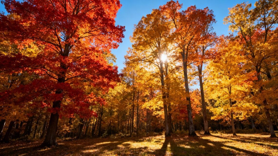 Golden autumn sunlight filtering through colorful fall foliage.