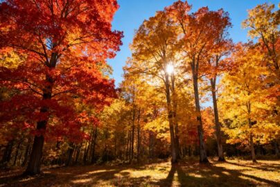 Golden autumn sunlight filtering through colorful fall foliage.