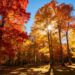 Golden autumn sunlight filtering through colorful fall foliage.